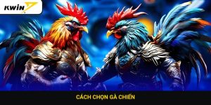 Cách chọn gà chiến