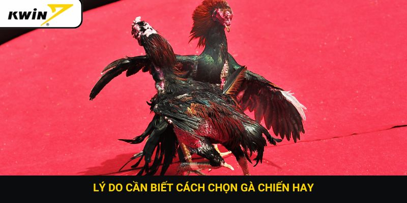 Lý do cần biết cách chọn gà chiến hay