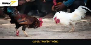 Đá gà truyền thống